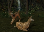動物画像 - 陸1