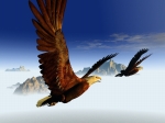 動物画像 - 空1